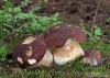 hřib borový (Houby), Boletus pinophilus, Boletaceae (Fungi)